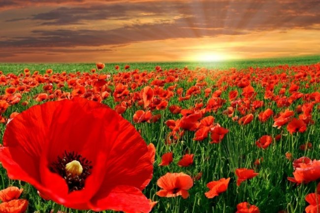 Мак цвіте . Стельмах Михайло . (ЛЕГЕНДА)