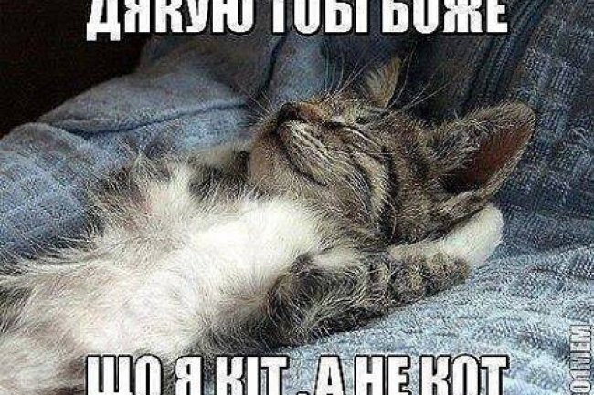 Мова-нації, язик-скоту. Світлий гумор.